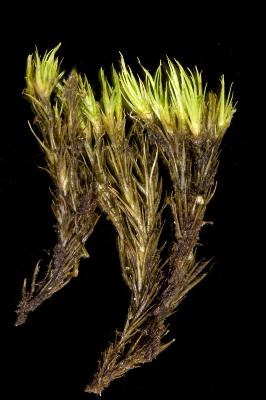 Campylopus schimperi